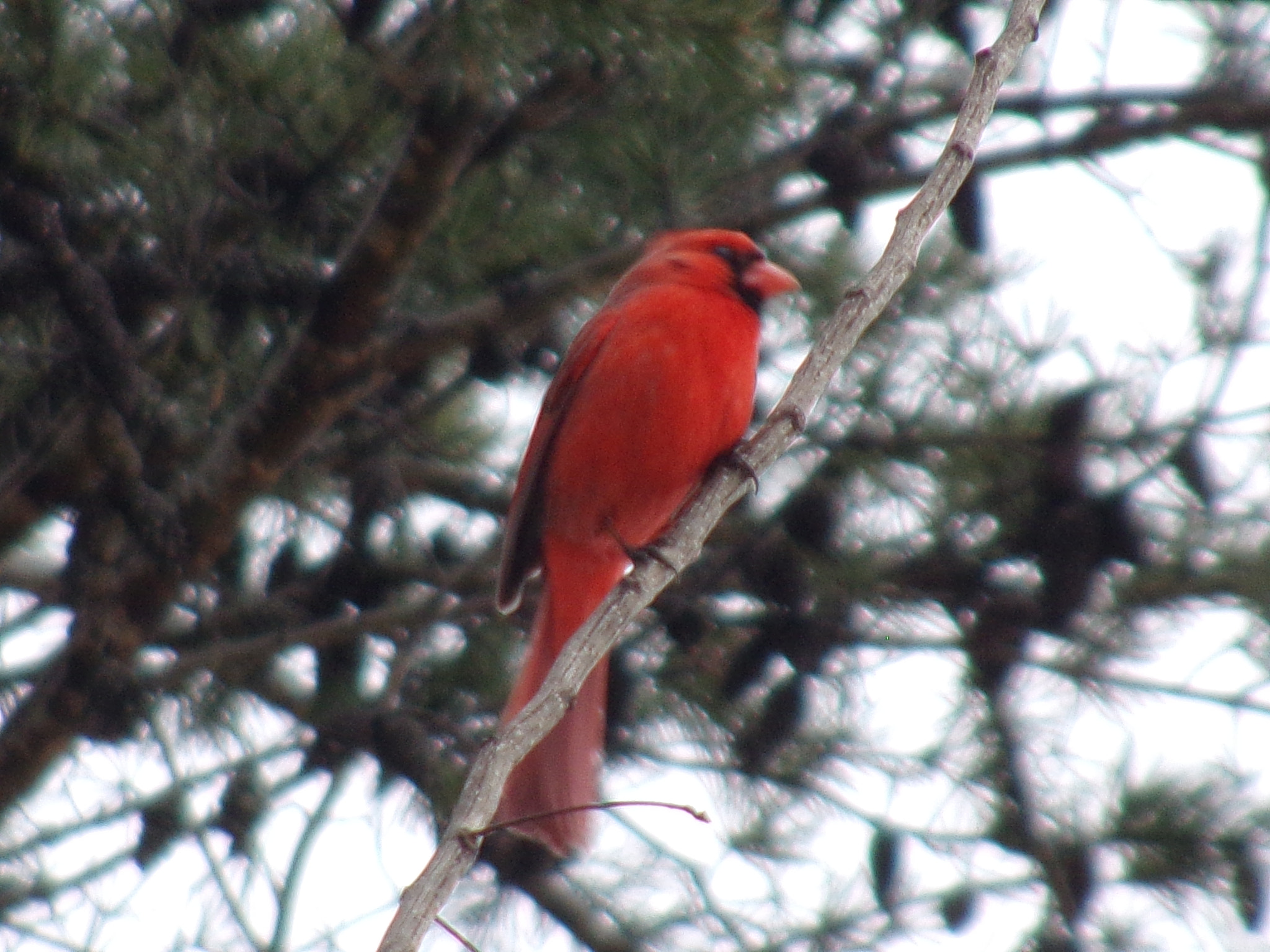JK KODAK PIXPRO AZ252 sample photo. Cardinal in nc winter setting photography