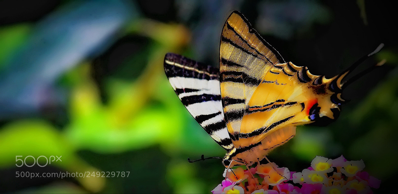 Canon EOS 60D sample photo. Yellow sparks photography