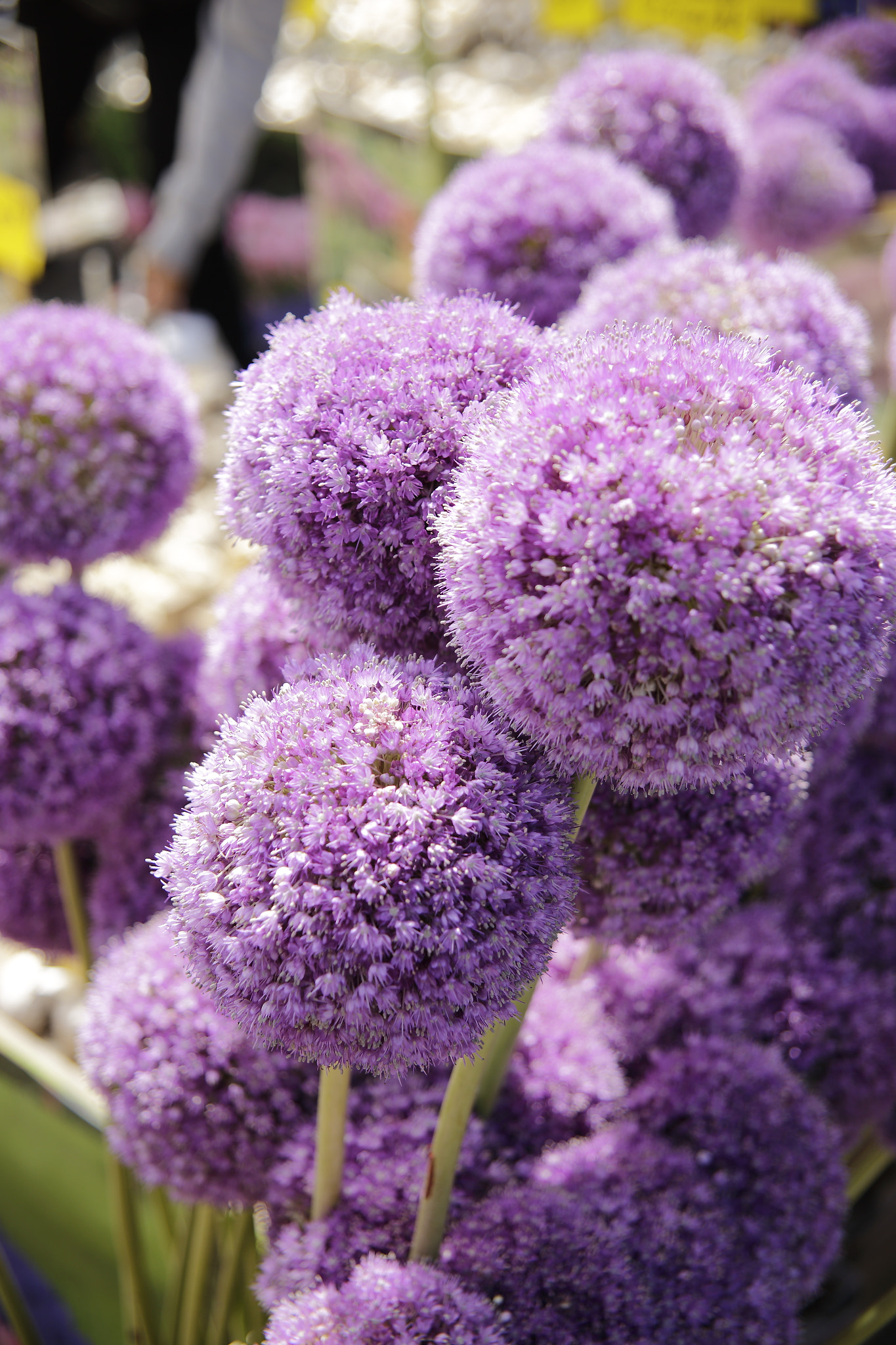 Canon EOS 6D sample photo. Allium hollandicum photography