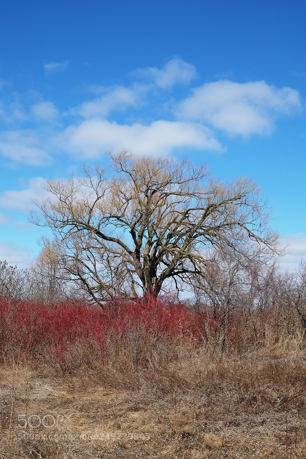 Fujifilm X-T10 sample photo. Lone willow tree photography