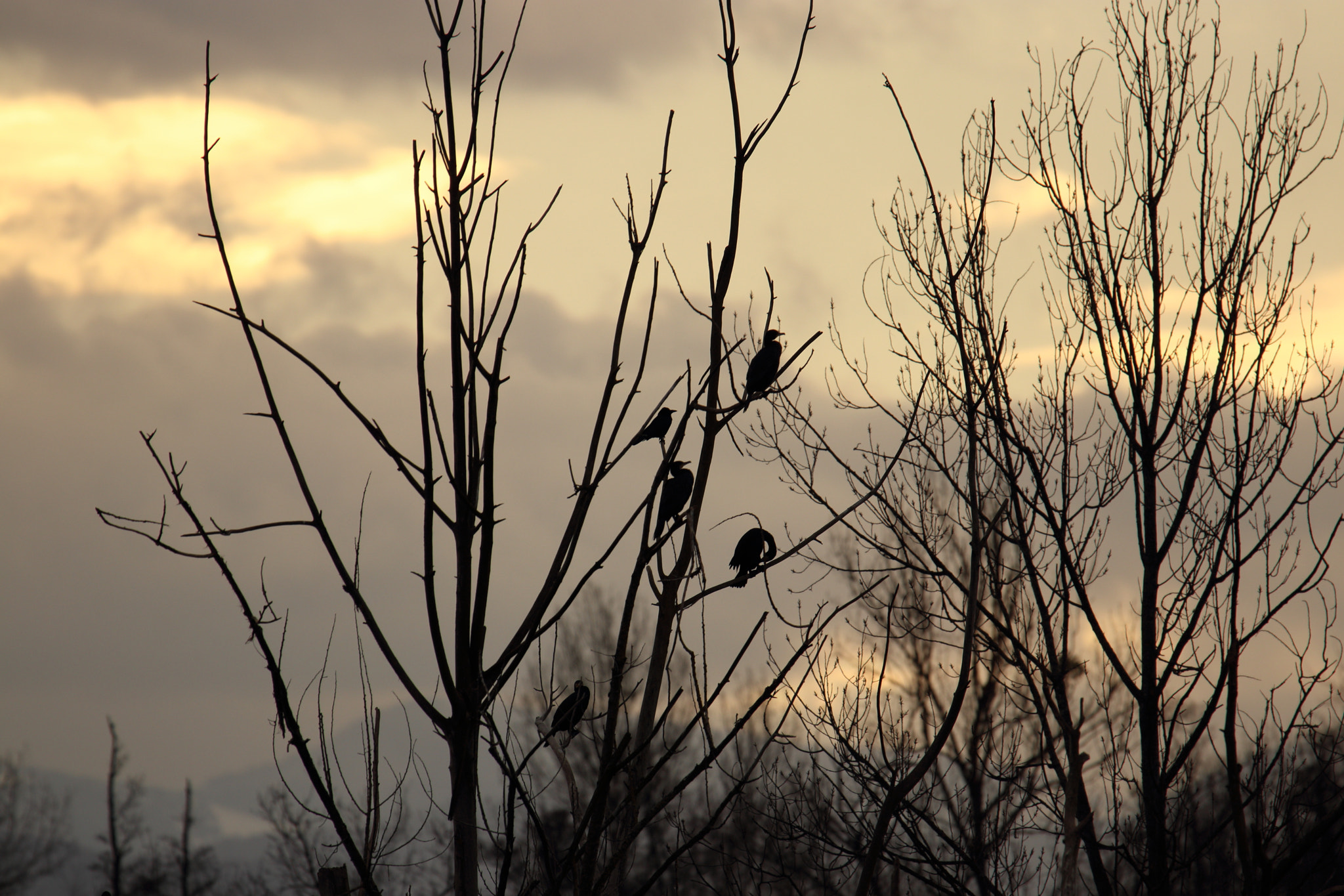 Canon EOS 80D sample photo. Grand cormoran en contre jour photography