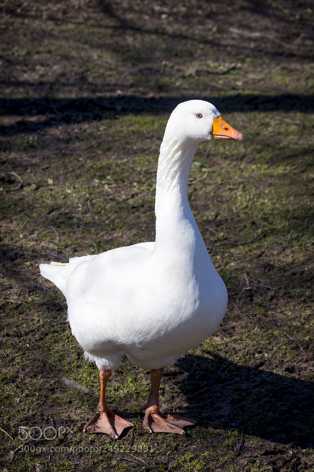 Nikon D7200 sample photo. White goose photography