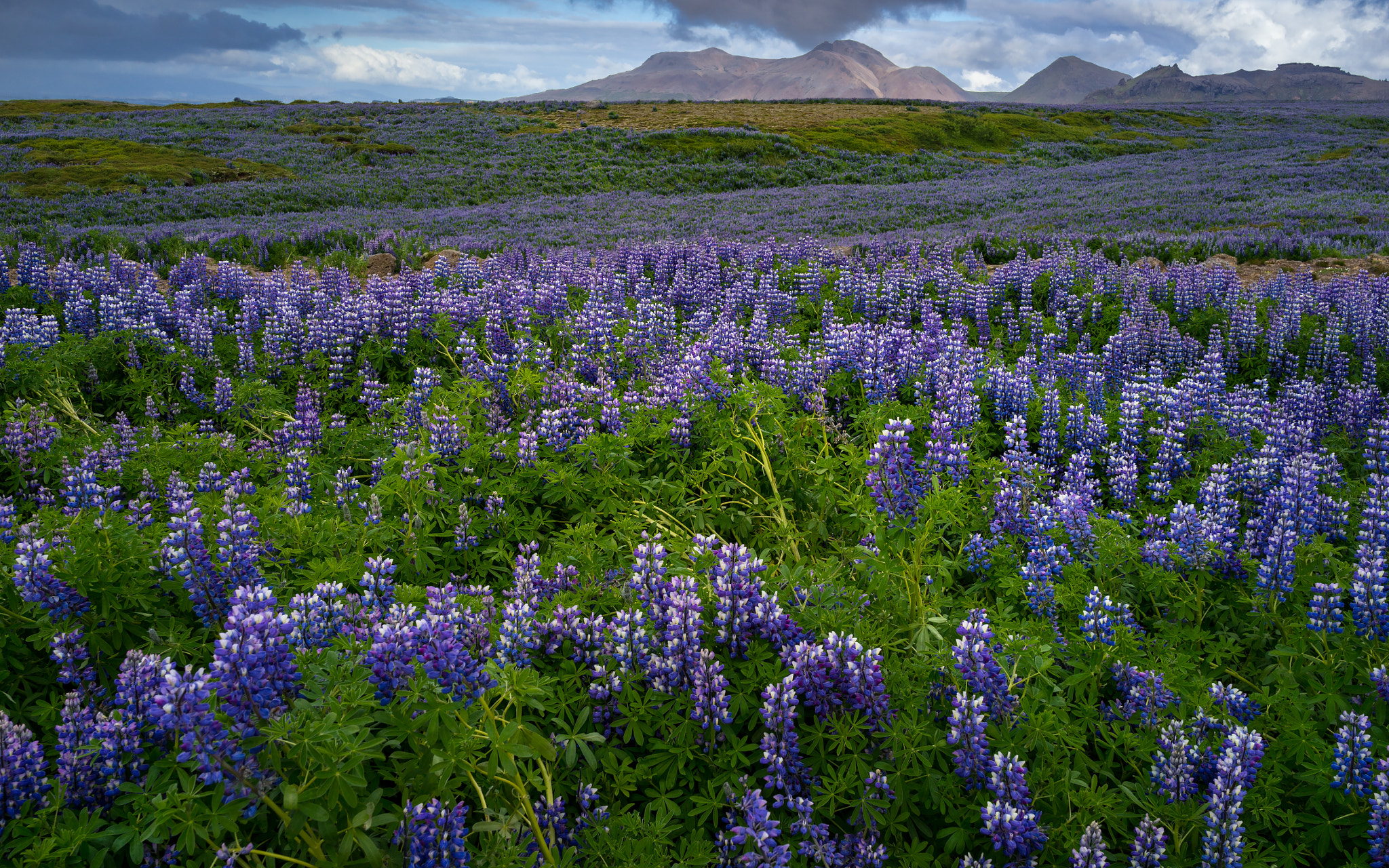 Sony Cyber-shot DSC-RX1R sample photo. Icelandic meadow photography