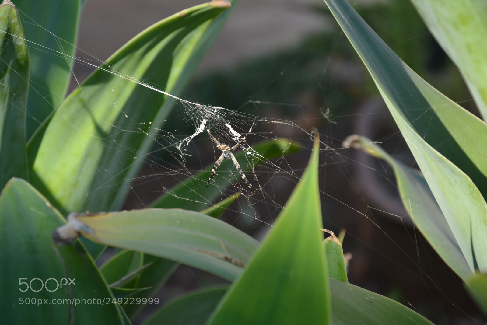 Nikon D7100 sample photo. Spider photography