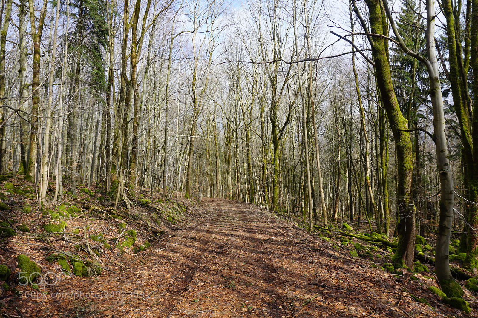 Sony a6000 sample photo. Im wald photography
