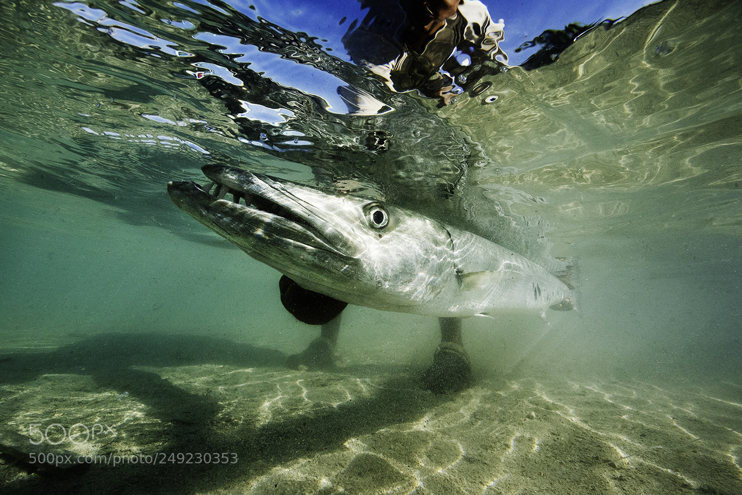 Nikon D810 sample photo. Barracuda photography