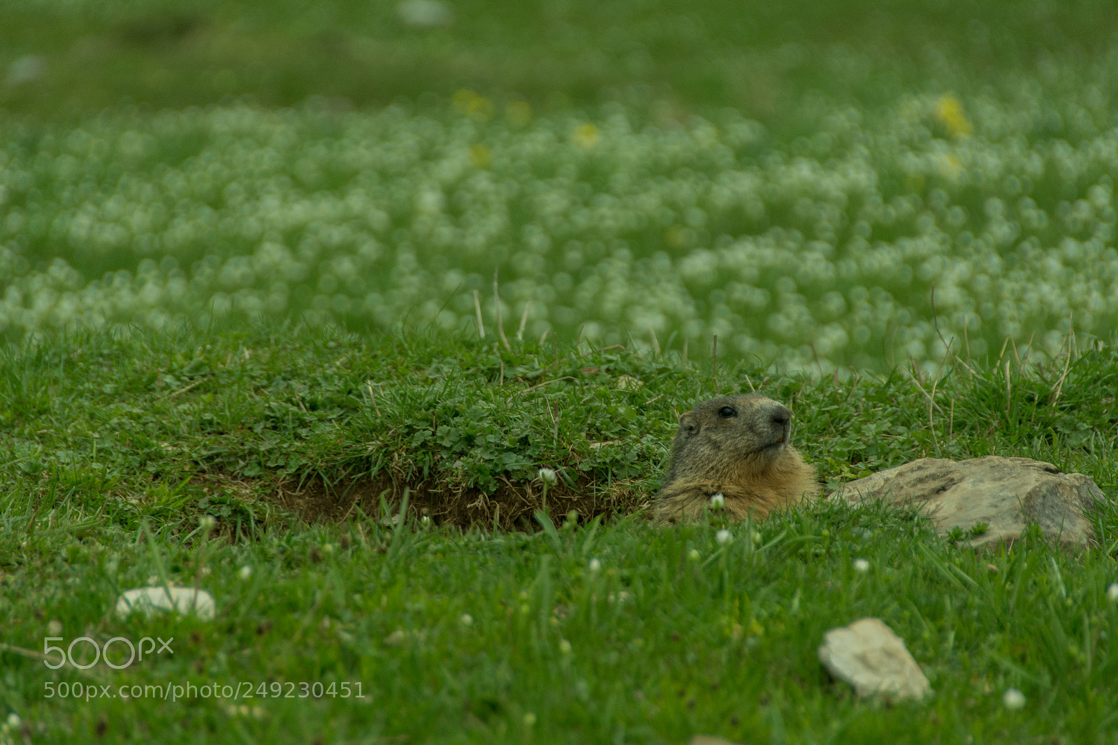 Nikon D7100 sample photo. Spring marmot photography