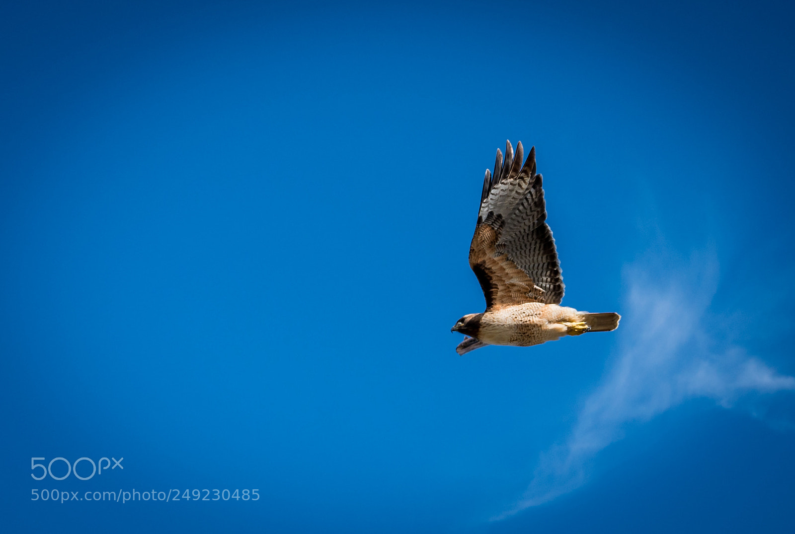 Sony a7R III sample photo. Hawks photography