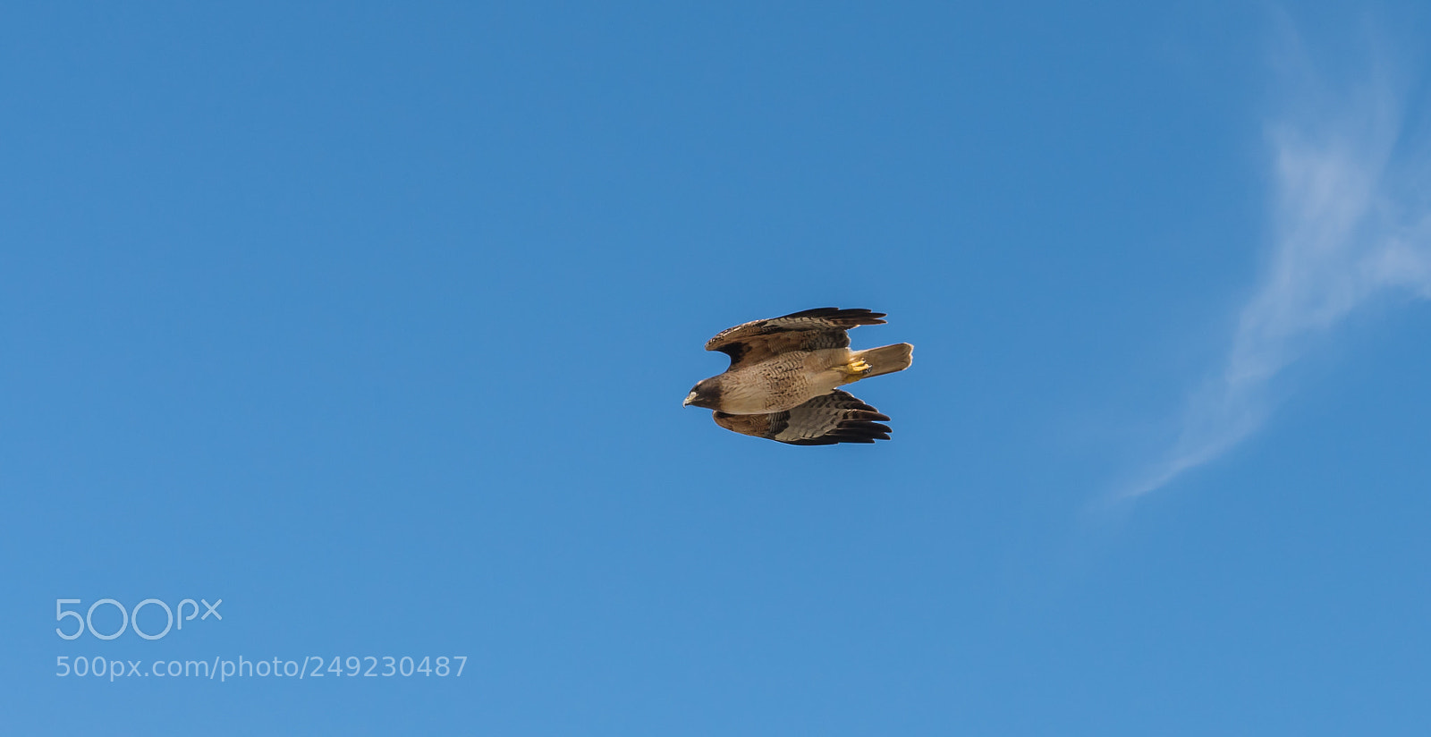 Sony a7R III sample photo. Hawks photography