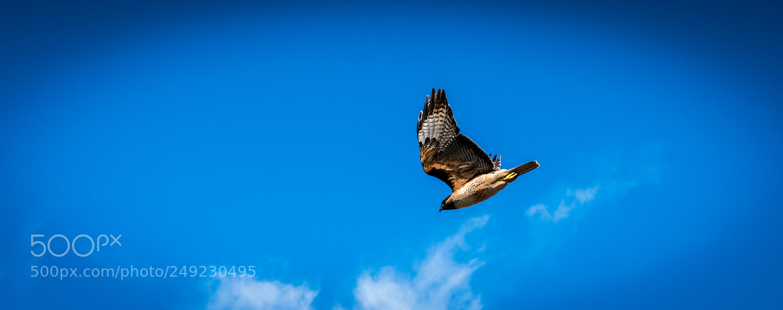 Sony a7R III sample photo. Hawks photography