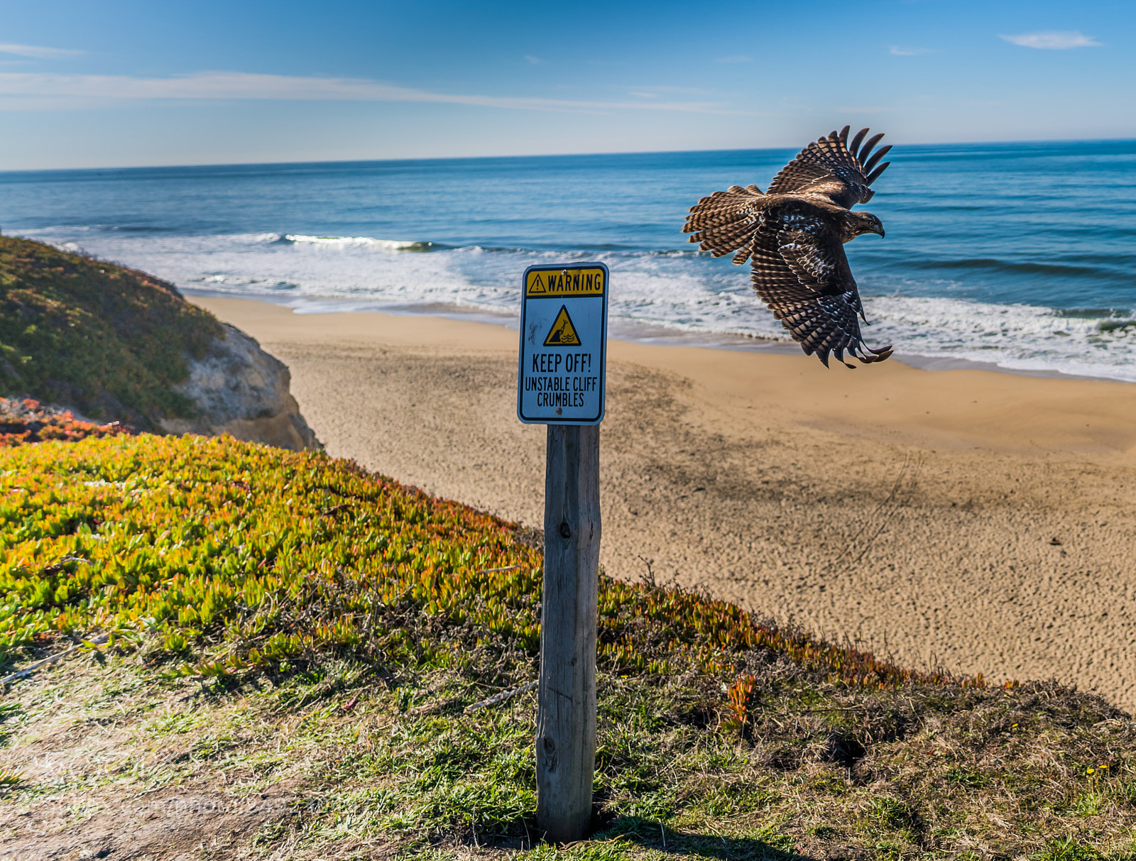 Sony a7R III sample photo. Hawks photography