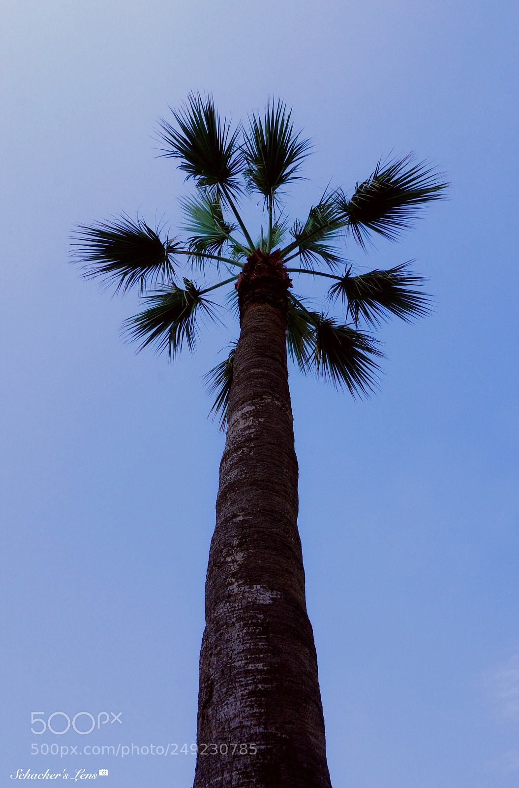 Sony SLT-A65 (SLT-A65V) sample photo. نخلة photography