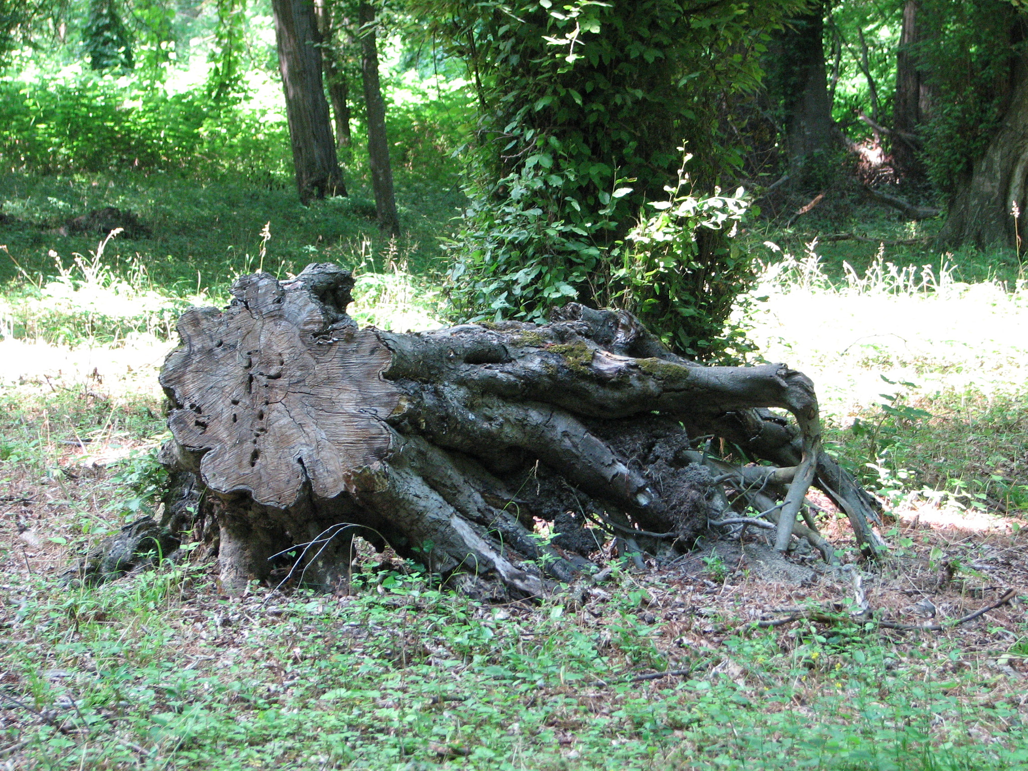 Canon POWERSHOT S3 IS sample photo. Img photography