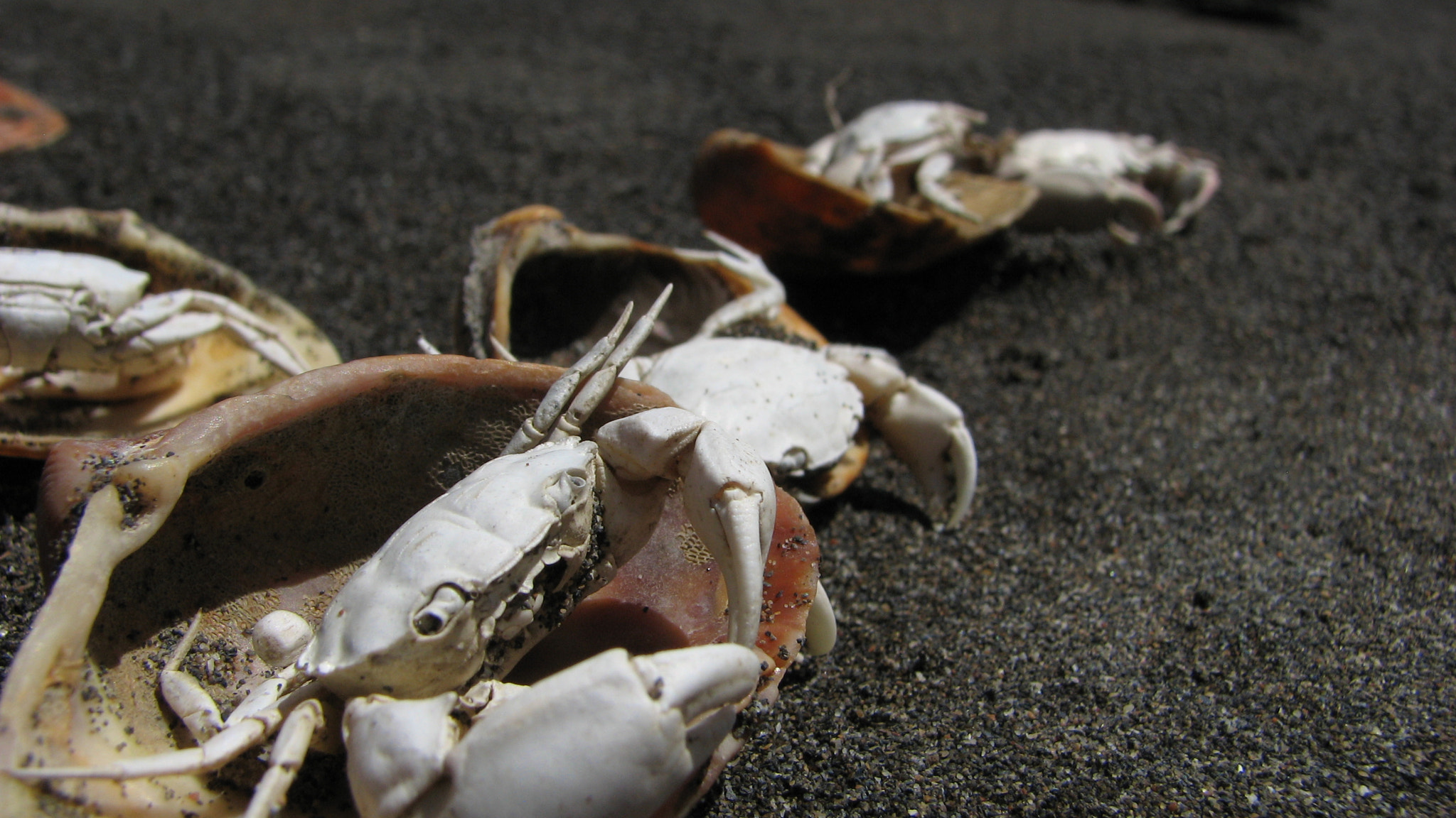 Canon POWERSHOT S3 IS sample photo. Img photography