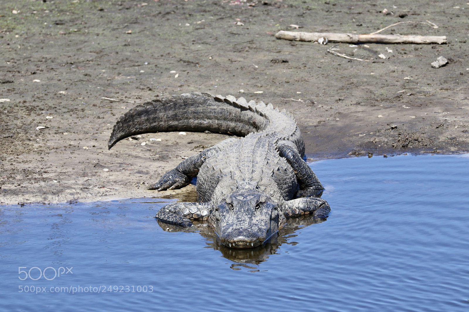 Canon EOS 80D sample photo. Gator napping photography