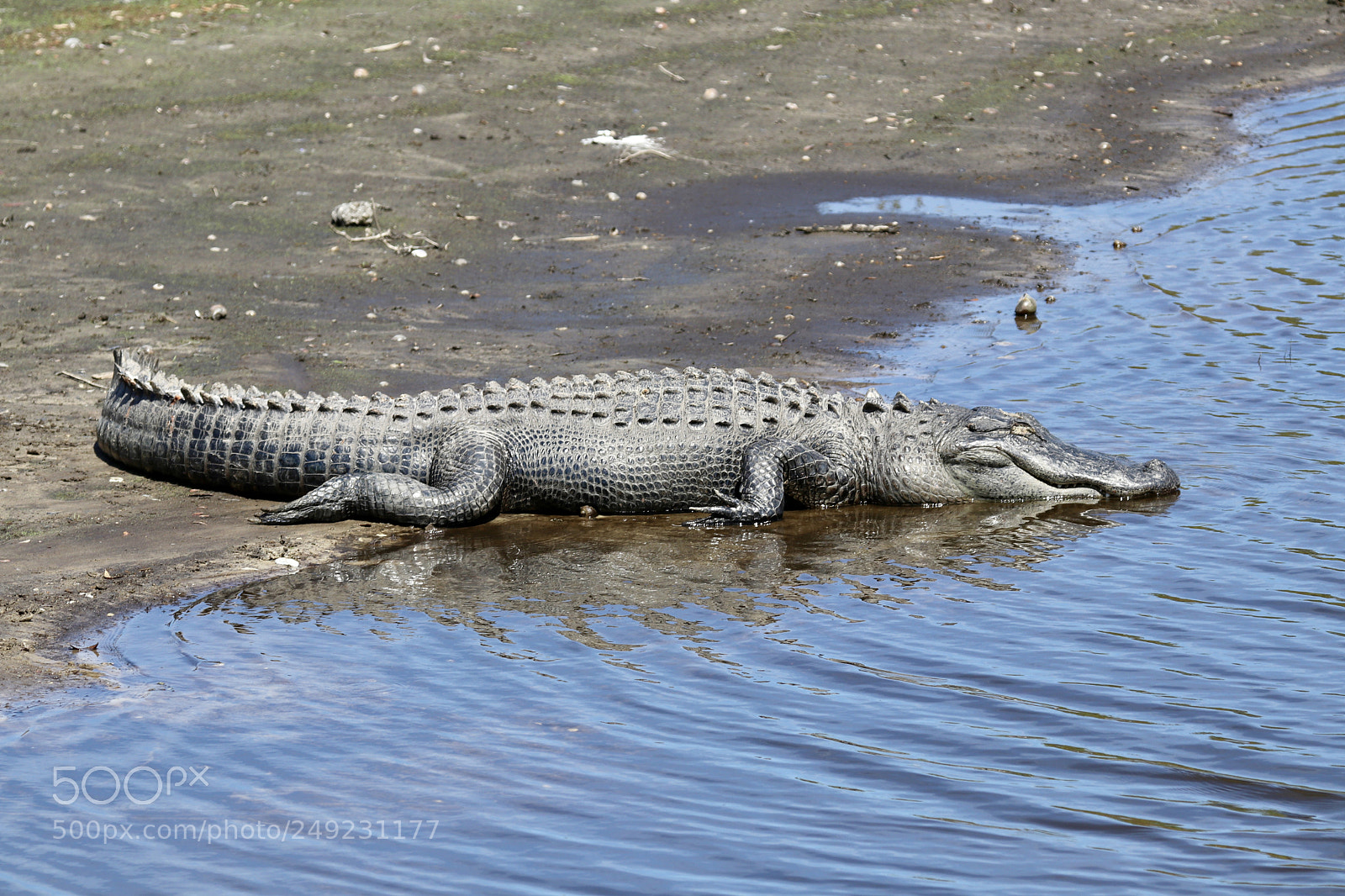 Canon EOS 80D sample photo. Big gator photography