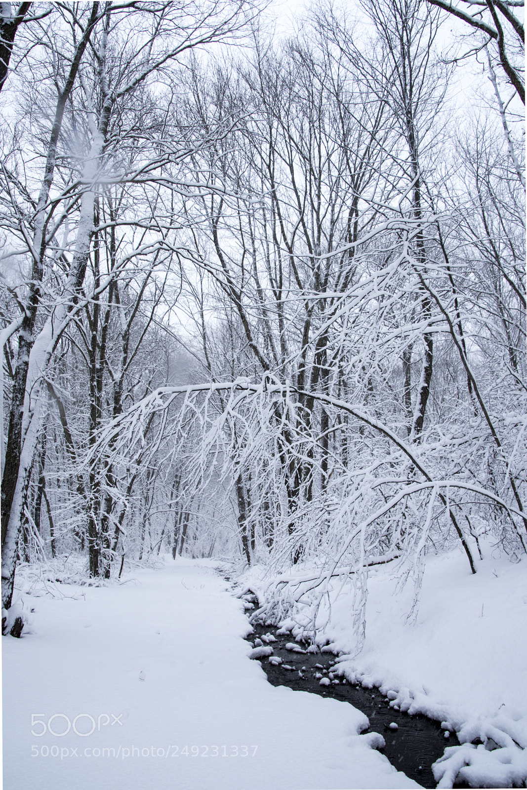 Nikon D7200 sample photo. Winter day in forest photography