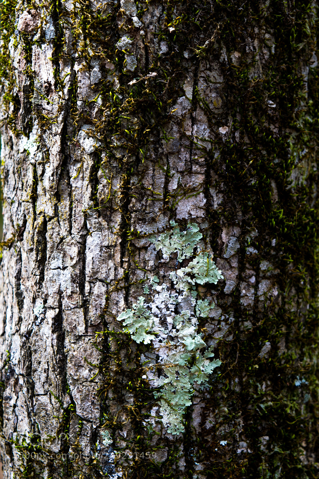 Nikon D3300 sample photo. Close up of a photography