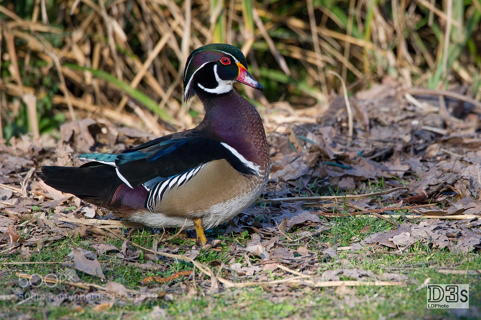 Nikon D3S sample photo. Wood duck (aix sponsa) photography