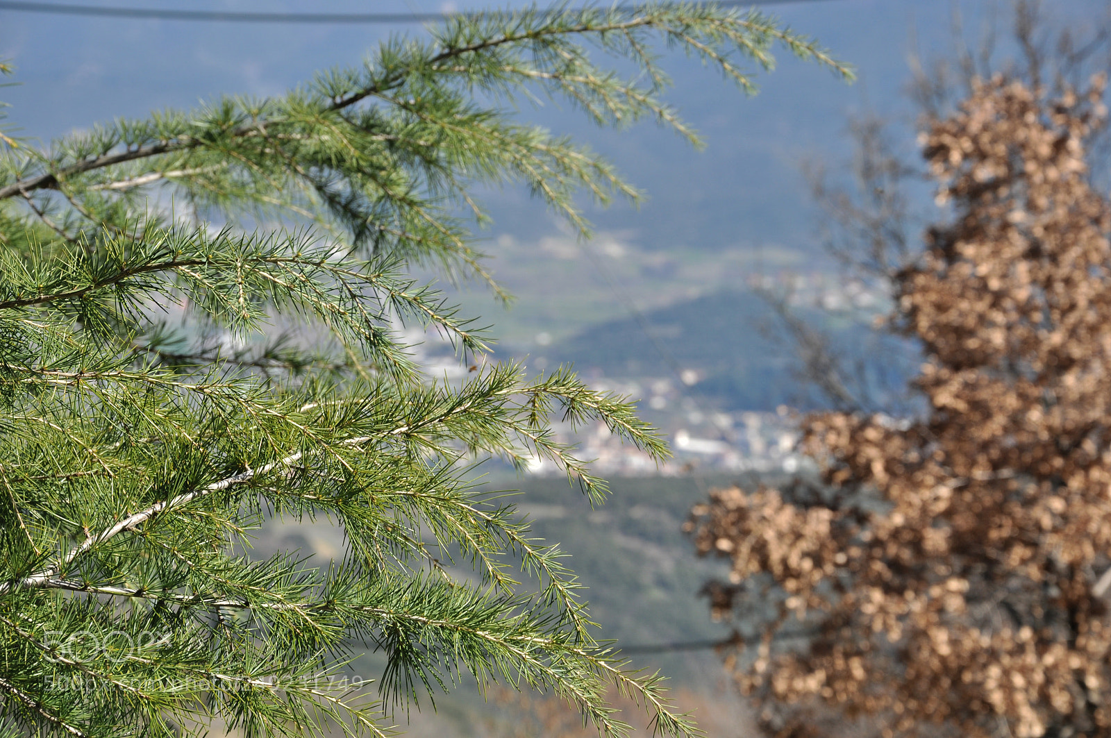 Nikon D90 sample photo. Green and brown photography