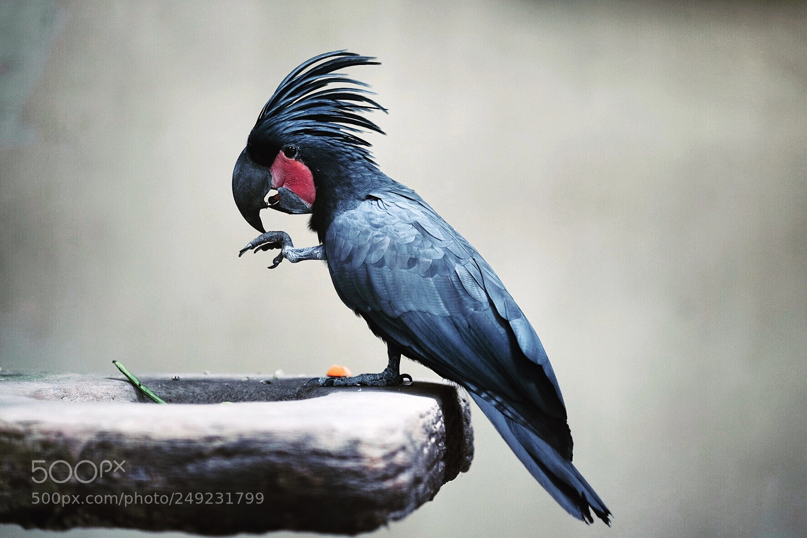 Fujifilm X-T10 sample photo. Kl bird park photography