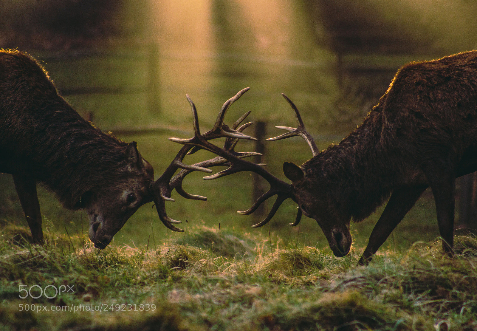 Canon EOS 100D (EOS Rebel SL1 / EOS Kiss X7) sample photo. Stags in the early photography
