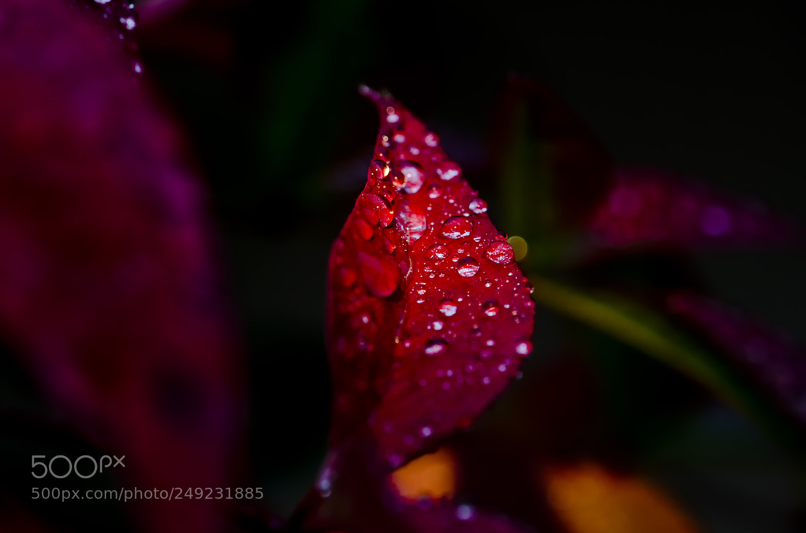 Nikon D7000 sample photo. Macro photography
