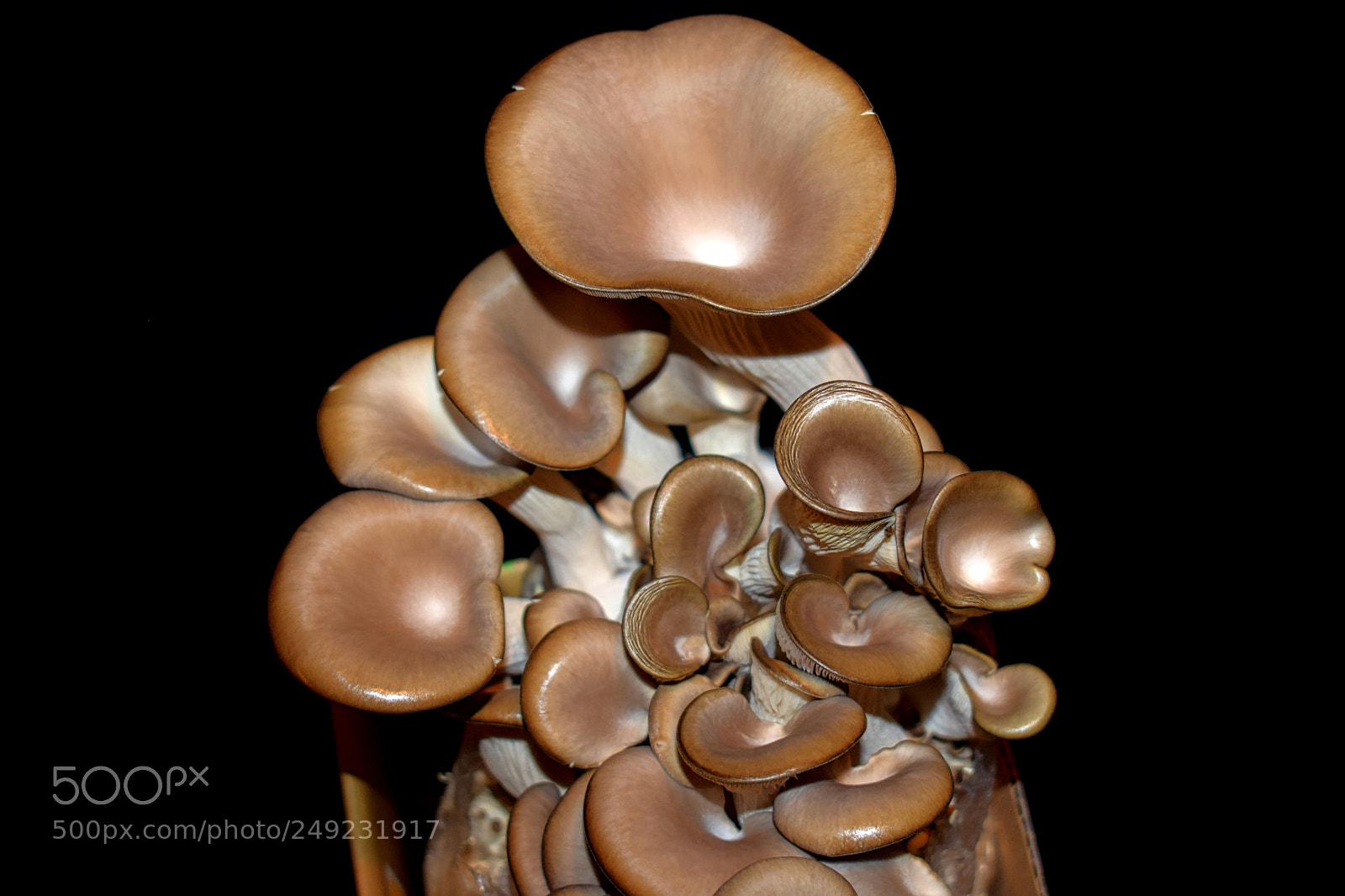 Nikon D5300 sample photo. Fungi photography