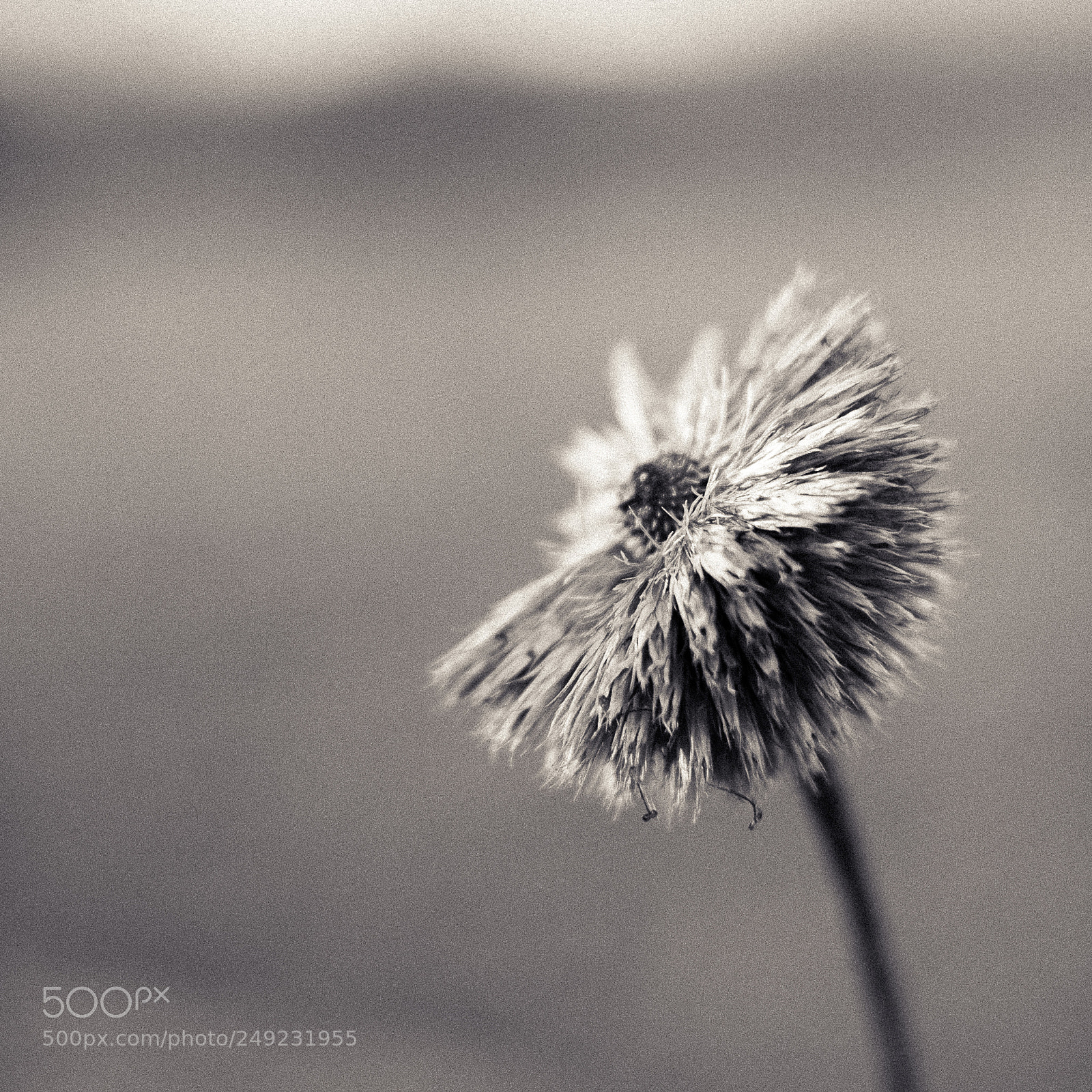Fujifilm X-T10 sample photo. Fineart photography