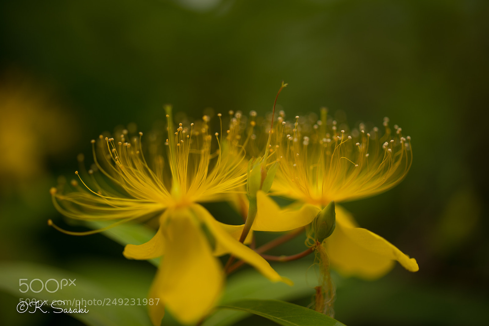 Nikon Df sample photo. Hypericum photography