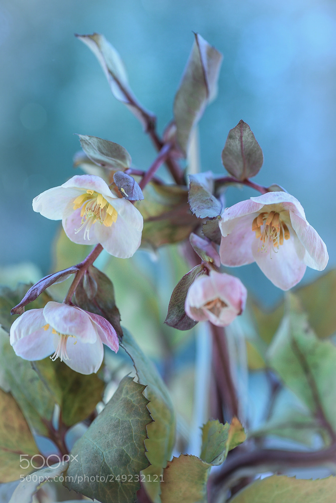 Nikon D810 sample photo. Hellebores photography