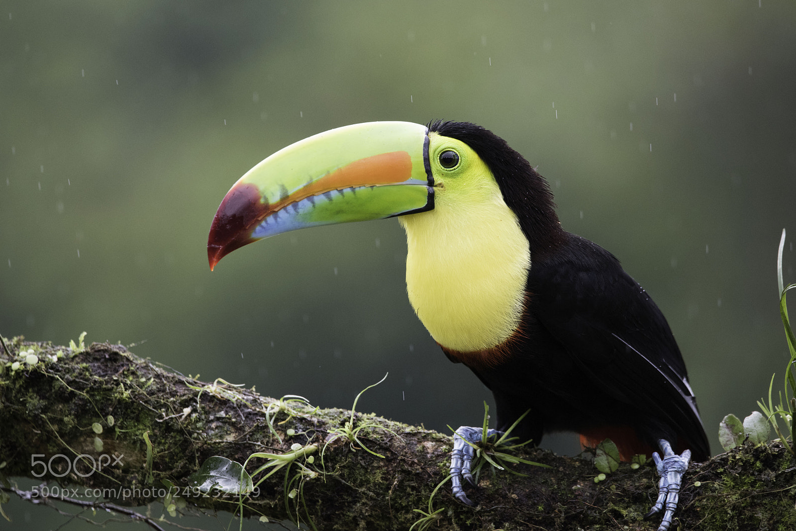 Nikon D810 sample photo. Keel billed toucan photography