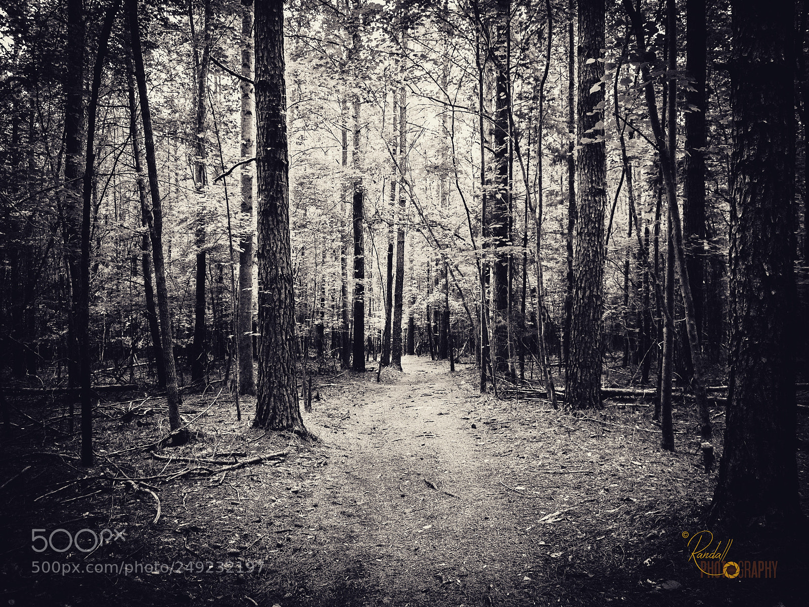 Olympus PEN E-PL1 sample photo. White path photography