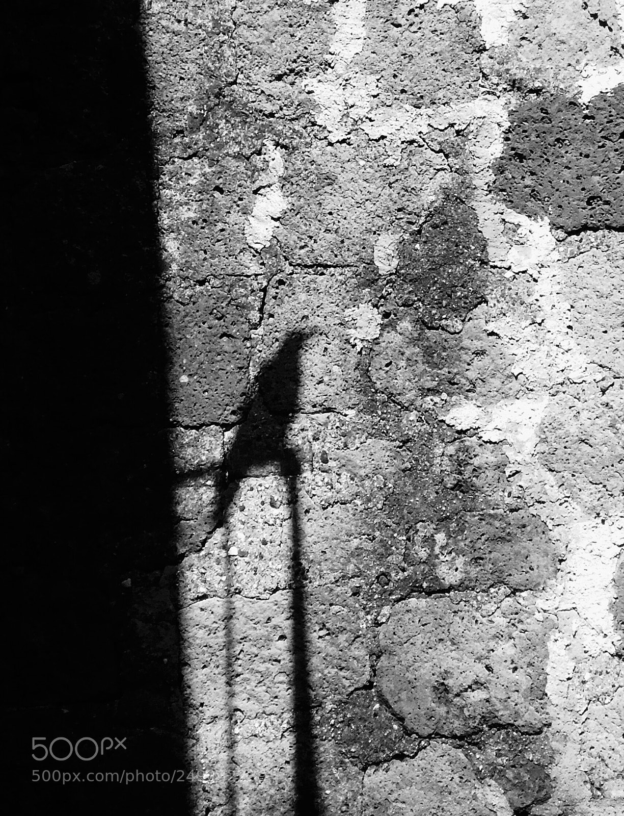 Sony Cyber-shot DSC-W610 sample photo. Primavera in b&w #5 photography