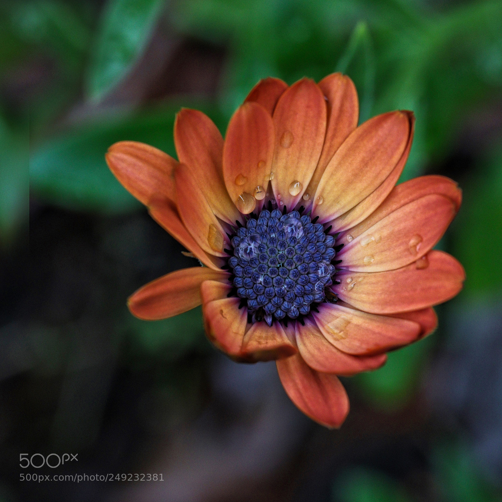 Canon EOS 77D (EOS 9000D / EOS 770D) sample photo. Osteospermum photography