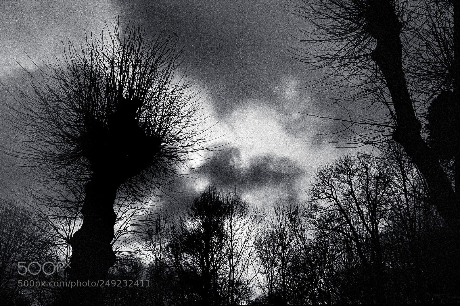 Nikon D700 sample photo. Winter light ii photography