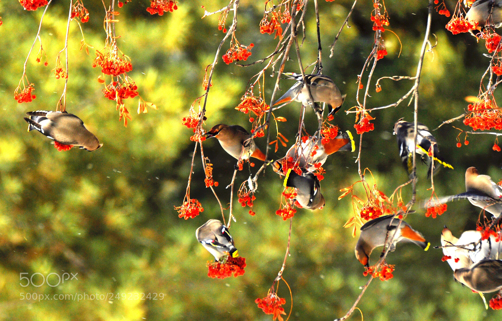 Nikon D90 sample photo. Waxwings photography