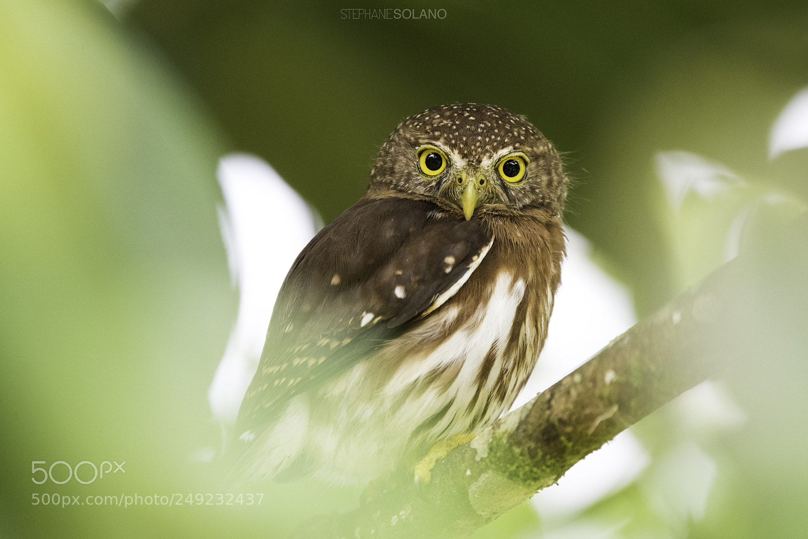 Nikon D810 sample photo. Central american pygmy owl photography