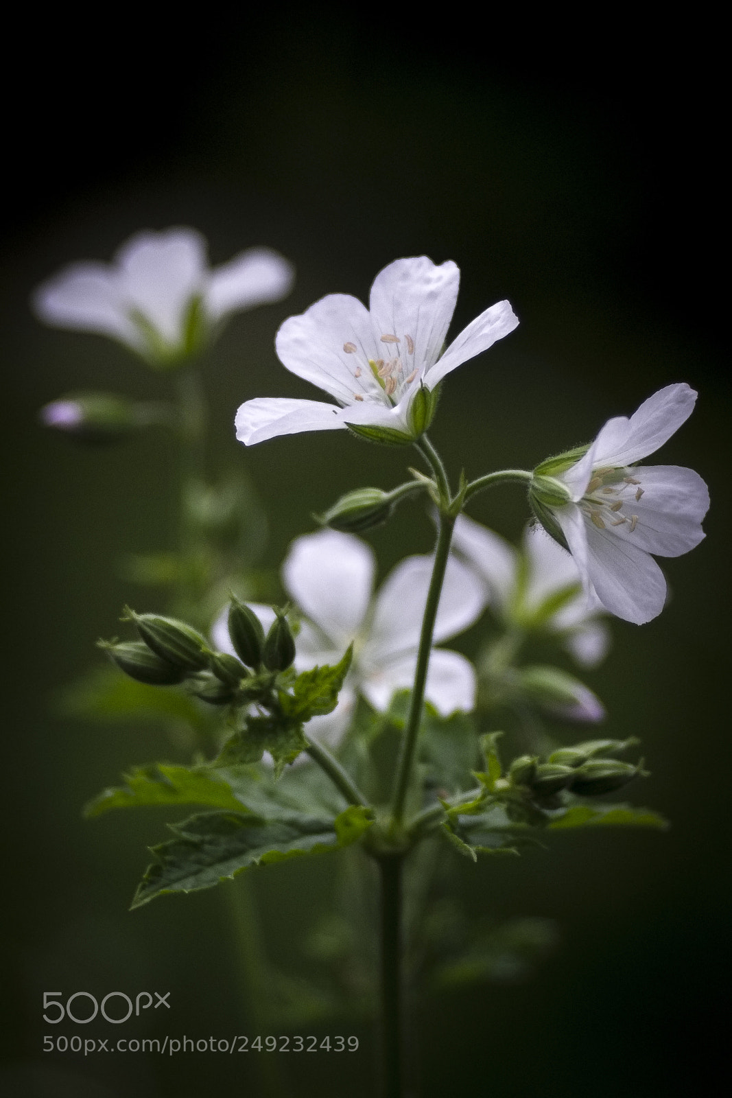 Fujifilm X-Pro1 sample photo. Geranium sylvaticum ‚album‘ photography