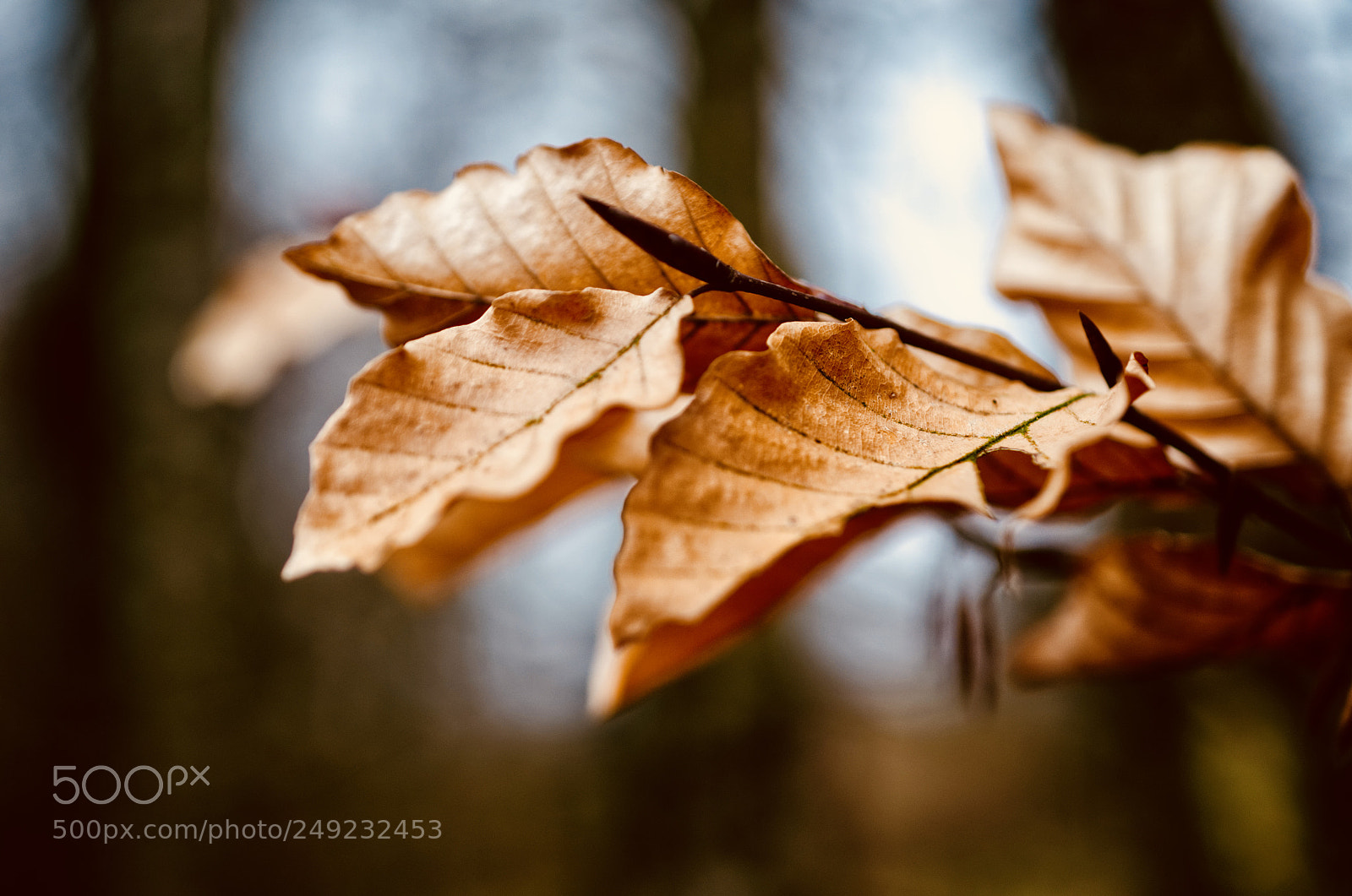 Nikon D7000 sample photo. Fullsizeoutput bcb photography