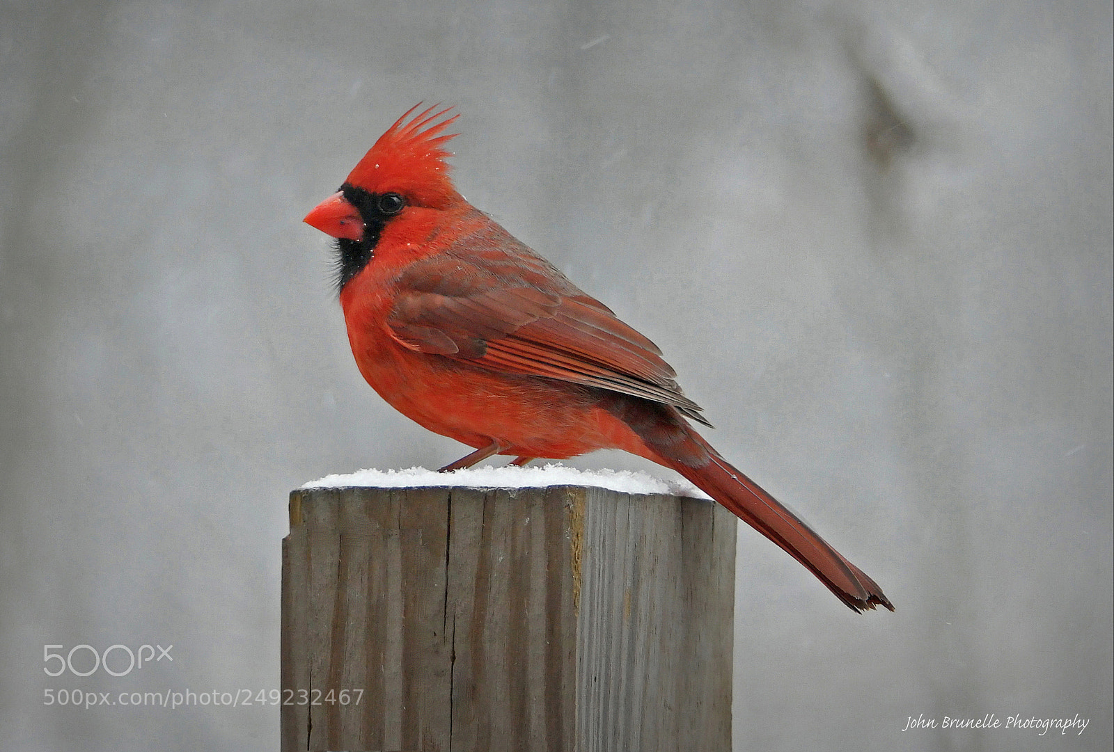 Samsung NX500 sample photo. Cardinal march 13 photography