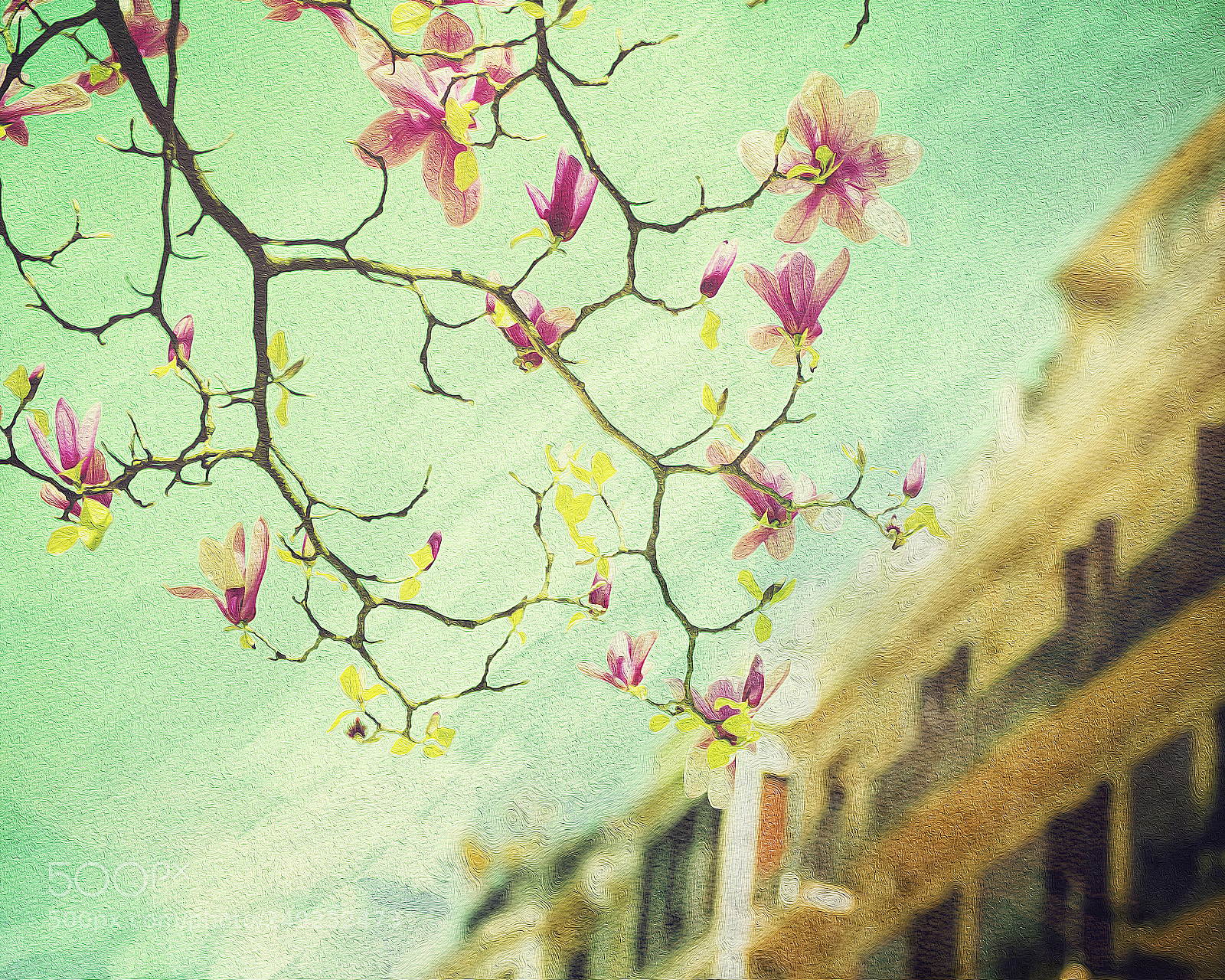 Nikon D600 sample photo. Magnolias photography
