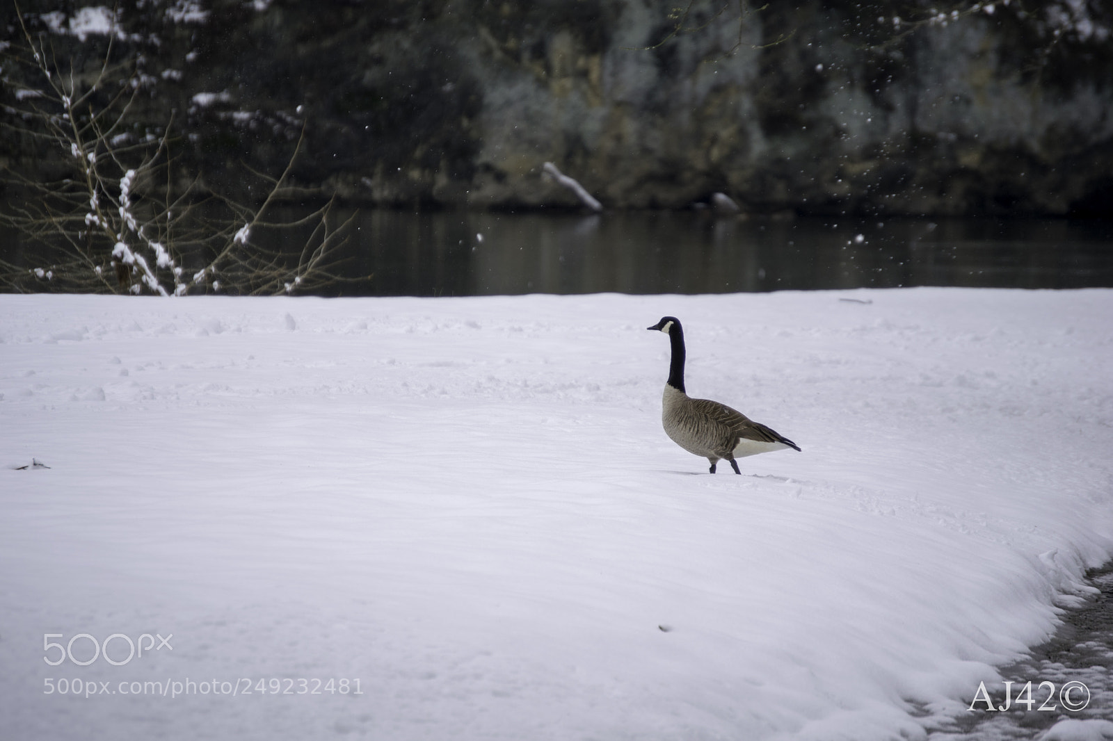 Nikon D3300 sample photo. Snowy goose photography