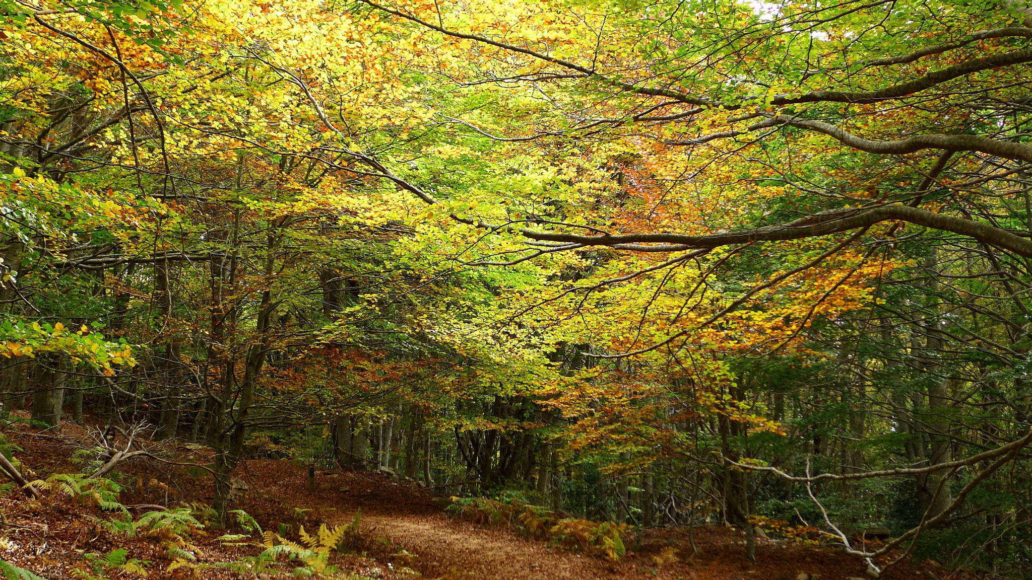 Leica D-LUX 5 sample photo. “ona al bosc” photography