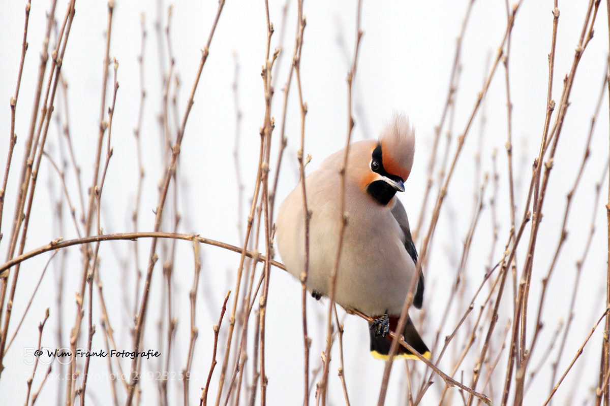Sony SLT-A77 sample photo. Pestvogel (waxwing) photography