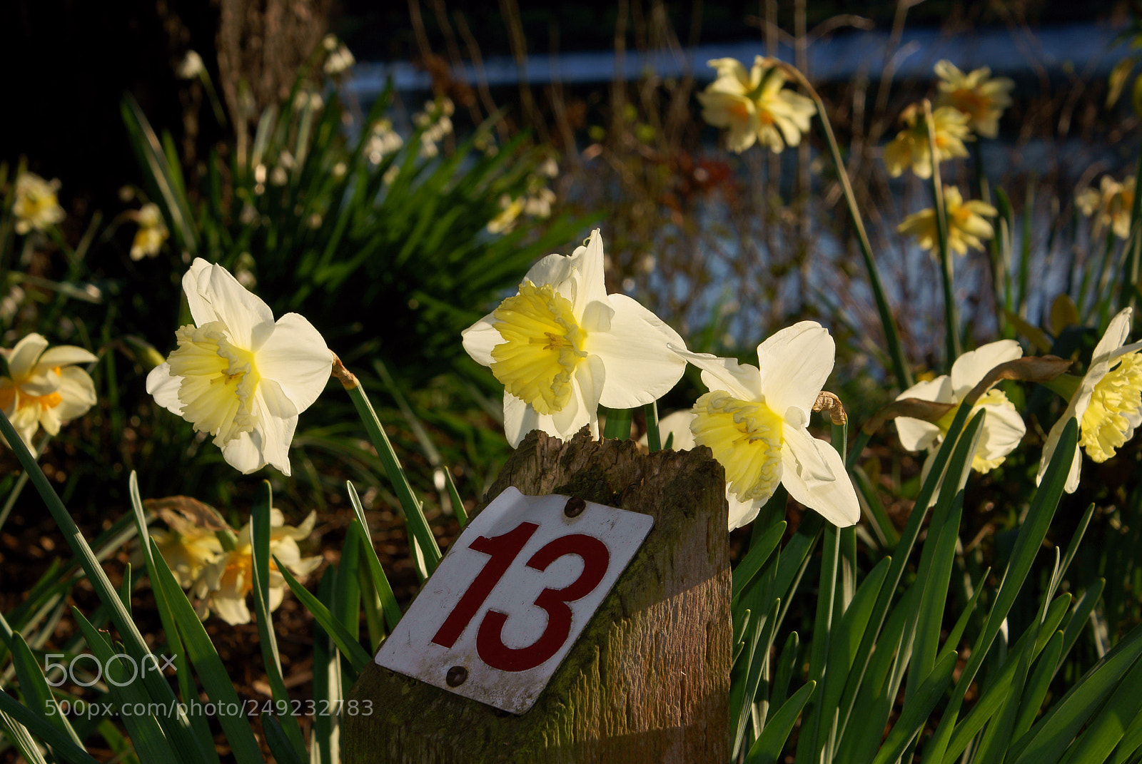 Sony Alpha DSLR-A100 sample photo. Dsc photography
