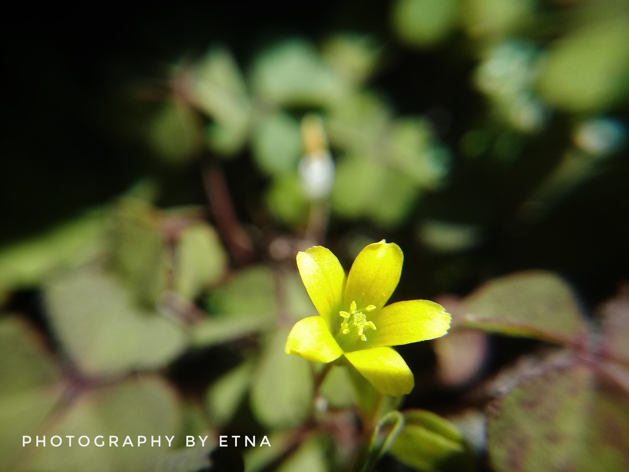Samsung Galaxy J2 Prime sample photo. Wild flower photography