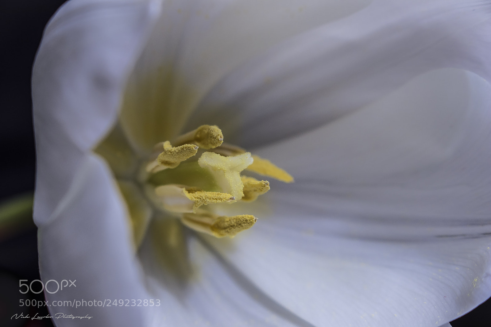 Canon EOS 80D sample photo. Tulip stamen photography