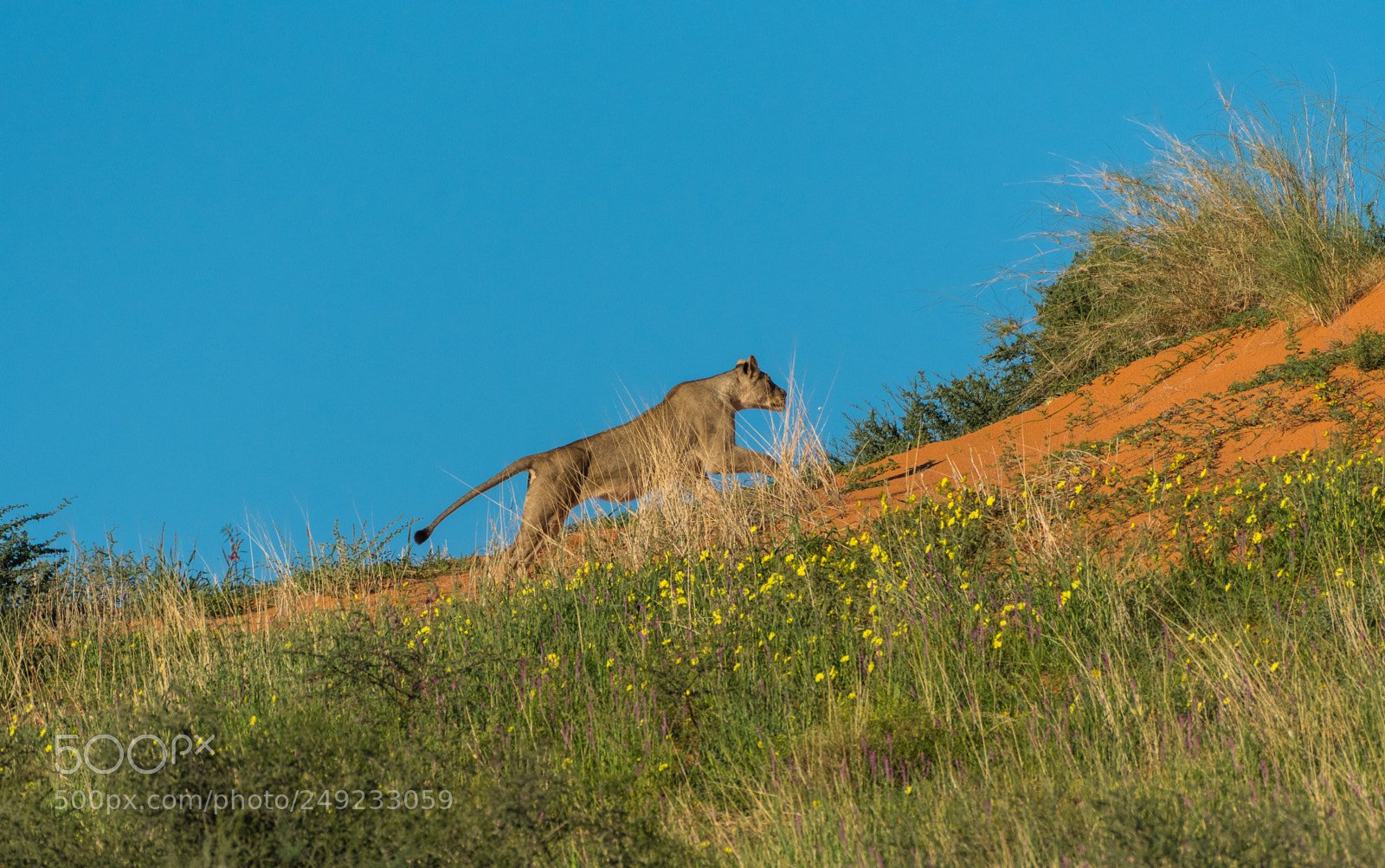 Nikon D500 sample photo. Young lioness running up photography
