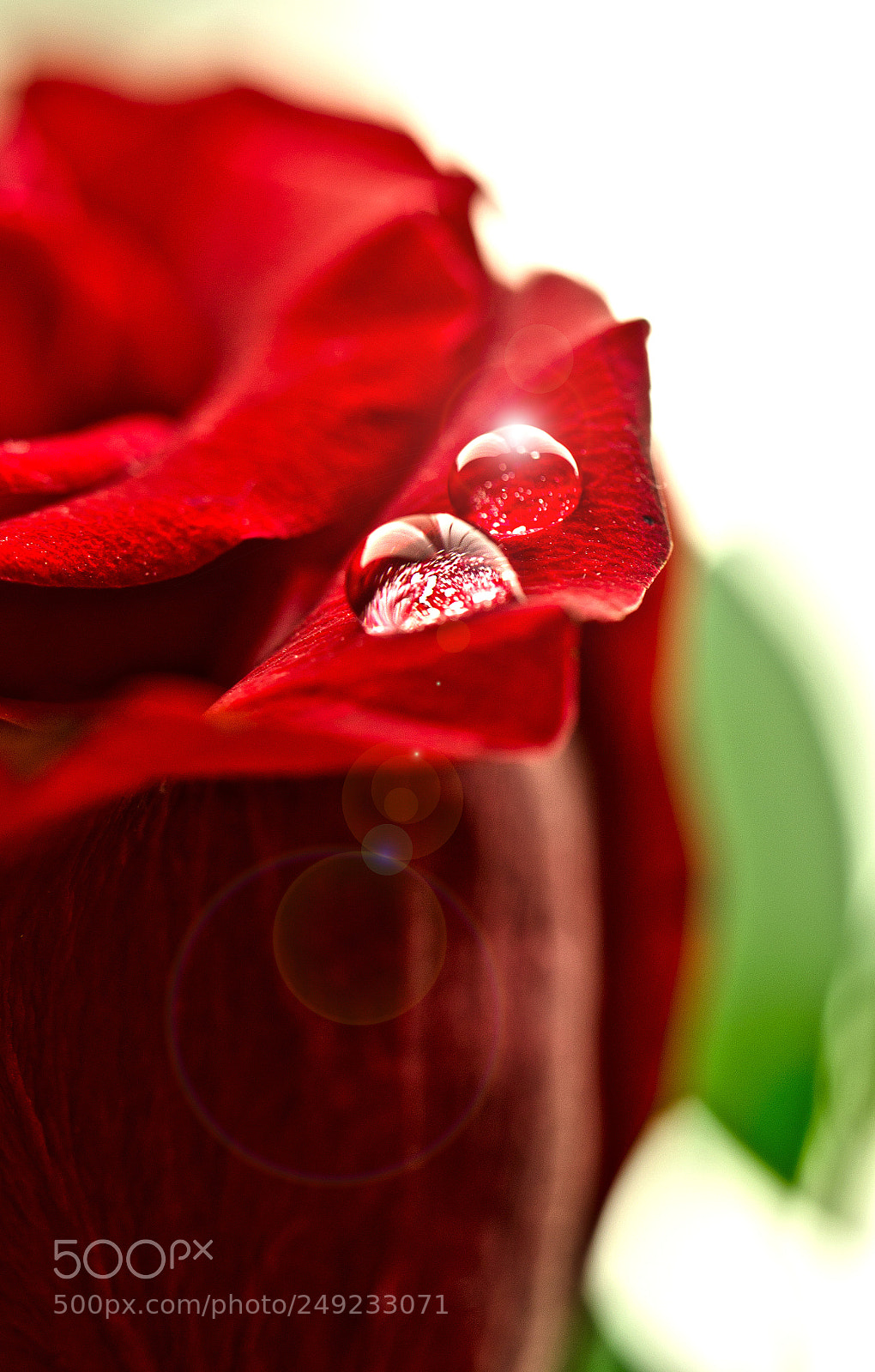 Nikon D7000 sample photo. Rose droplet 2 photography